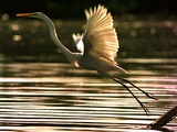A Heron Takes Flight Over the Guanabara Bay in Rio De Janeiro  Brazil