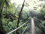 Sky Walk  Monteverde Cloud Forest  Costa Rica