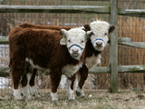 Two Young Cows Graze