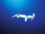 Scalloped Hammerhead Shark  Cocos Island  Costa Rica