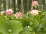 Blooming Water Lotuses Carpet Echo Park Lake