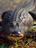 Alligator