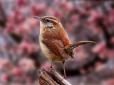 Carolina Wren