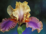 Bearded Iris  Rochester  Michigan  USA