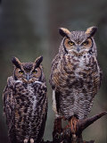 Great Horned Owls  Washington  USA