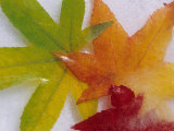 Frozen Maple Tree Leaves