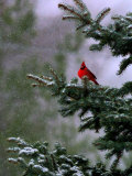 A Bright Red Cardinal