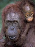 Orangutan Mother with Baby on Her Back  Tanjung National Park  Borneo