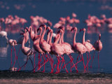 Lesser Flamingo  Kenya
