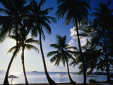 Coconut Trees on Beach  Nassau  Bahamas