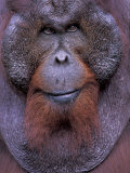 Orangutan Male  Tanjung National Park  Borneo