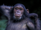 Female Chimpanzee Stretching  Gombe National Park  Tanzania