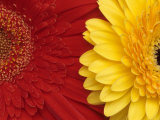 Gerbera