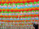 A South Korean Worker Decorates Lanterns to Celebrate Buddha's Upcoming Birthday