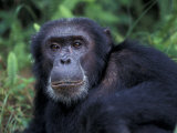 Male Chimpanzee Relaxing  Gombe National Park  Tanzania