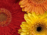 Gerbera