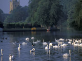Swans on River Avon  Stratford-on-Avon  England