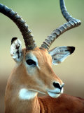 Male Impala with Curved Horns  Kenya