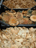 Mushrooms at Outdoor Market  Arles  Provence  France