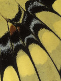 Swallowtail Butterfly Wing Detail  Michigan  USA