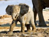 Baby African Elephant in Mud  Namibia
