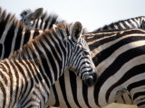 Black and White Stripe Pattern of a Plains Zebra Colt  Kenya