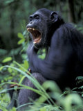 Female Chimpanzee Yawning  Gombe National Park  Tanzania