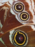 Close-up of Spots on Blue Morpho Butterfly Wing
