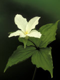 Four Petal White Trillium  Wilderness State Park  Michigan  USA