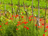 Poppy Field  Krk  Croatia