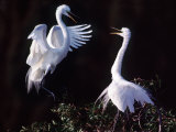 Great Egret in Courtship Display