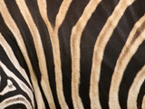 Zebra  Australia