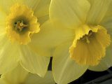 Daffodils  Cache Valley  Utah  USA