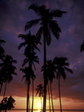 Palm Trees at Sunset  Puerto Rico