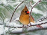 Female Northern Cardinal in Snowy Pine Tree