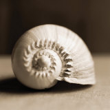 Sea Shells II