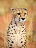 Sitting Cheetah at Africa Project  Namibia