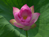 Blooming Water Lotuses Carpet Echo Park Lake