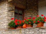Potted Geraniums on Stone Wall  Burgundy  France