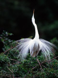Great Egret in Courtship Display