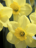 Daffodils  Cache Valley  Utah  USA