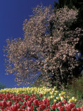 Tulips and Magnolia tree  Cincinatti  Ohio  USA