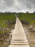 Mangroves in Lucayan National Park  Grand Bahama Island  Caribbean