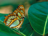 Malachite Butterfly