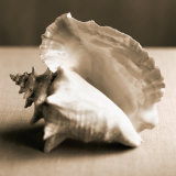 Sea Shells IV