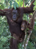 Orangutan Mother and Baby in Tree  Tanjung National Park  Borneo