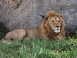 Portrait of Male African Lion  Tanzania