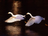 Snowy Egrets in Flight at Dawn