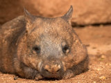 Southern Hairy-Nosed Wombat  Australia