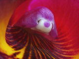 Inside of the Orchid Catleya-Triana